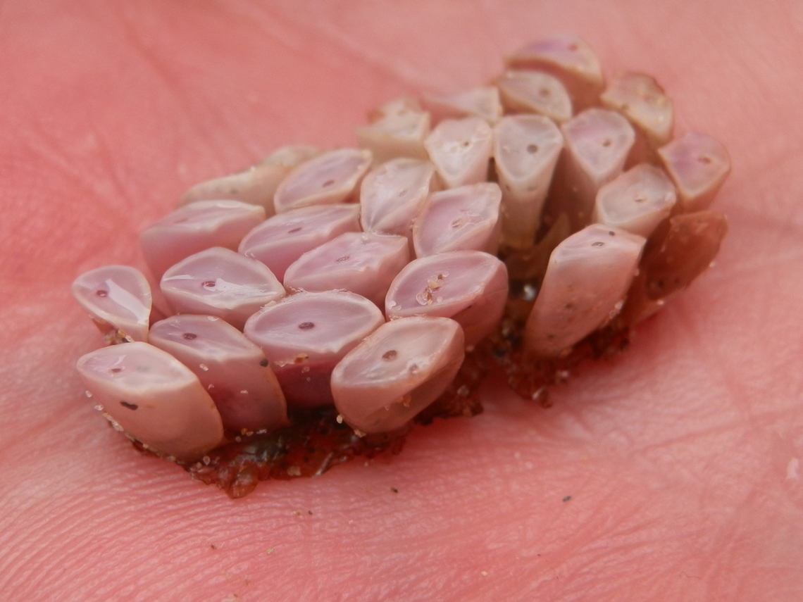 Cart-rut shell egg mass A dried-up egg mass of a marine snail. They were a cluster of pale pink papery ovoid capsules with flat tops. Each capsule would have been about 10 mm tall.<br />
Seen washed-up on the beach - intertidal zone- southern coast of Victoria. <br />
The snail has a shell with deep ridges and grooves that resemble the ruts made by a cart, hence the name 'cart-rut shell". Australia,Dicathais,Dicathais orbita,Geotagged,Summer,muricidae
