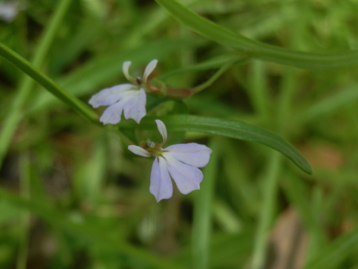 Angled Lobelia Attractive fan shaped purple flowers in terminal spikes. The flowers have two lips with the lower lip dissected into three lobes and the upper into two small lobes.<br />
Leaves were long and narrrow.<br />
The plant seemed to have spreading habit with long tangled stems on the forest floor.<br />
Spotted on the side of a walking track by a conservation area, in dappled shade. Angled lobelia,Australia,Campanulaceae,Geotagged,Lobelia anceps,Summer