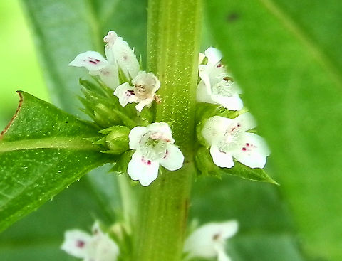 Australian Gypsywort (Lycopus australis) A tall plant just over a meter high with long serrated opposite leaves which were sessile. Small white flowers with long calyces were arranged in whorls. The petals had mauve spots on the lower lip.
Spotted along a walking track in moist boggy ground along Dandenong Creek- Mulgrave Wetlands. An australian native. Australia,Australian Gipsywort,Geotagged,Lycopus australis,Summer,australian gypsywort