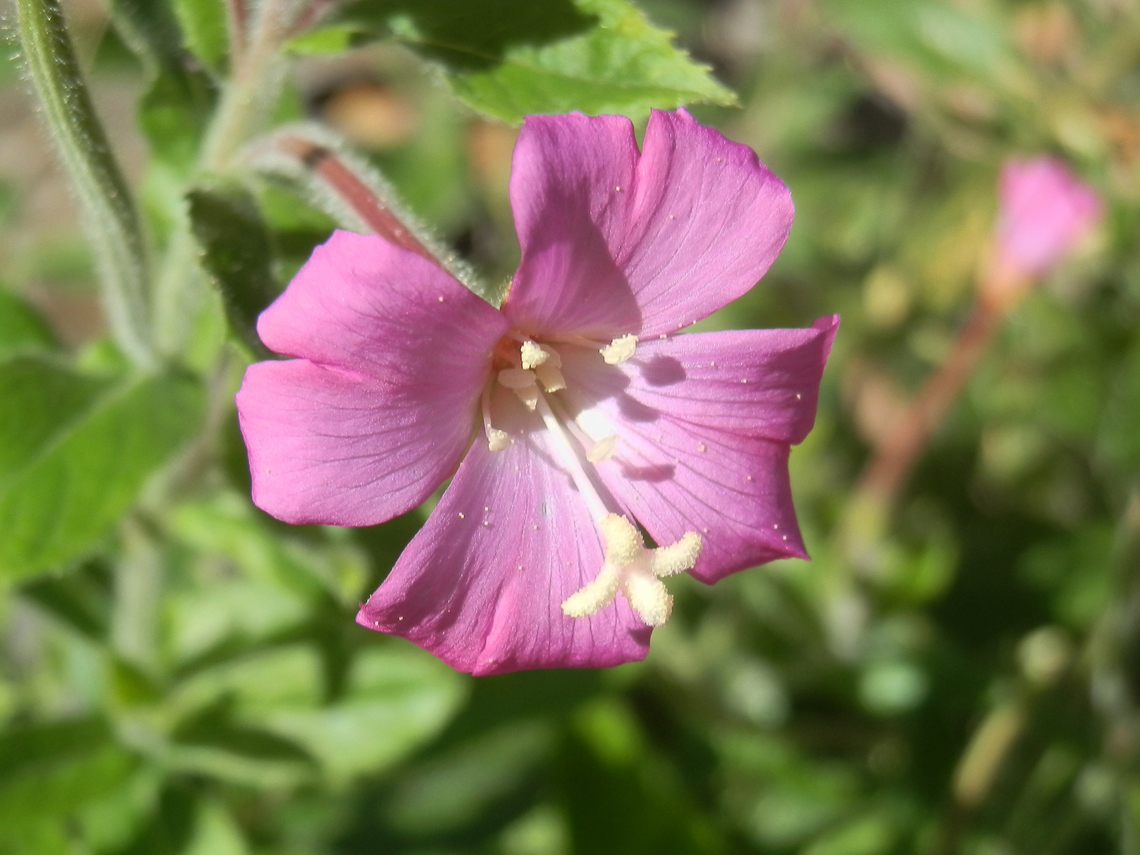 Hairy Willowherb A herbaceous plant about a metre tall with hairy stems and long leaves. Pink-purple flowers had 4 notched petals and a long4-lobed white stigma.<br />
Seed pods were long and slender and some of them had burst open to reveal small black seeds caught in riotous silk - probably waiting for wind to disperse them.<br />
Spotted in a ditch meant to catch the overflow from a nearby lake - Birdsland Reserve.<br />
An introduced species. Australia,Epilobium hirsutum,Geotagged,Great Willowherb,Summer