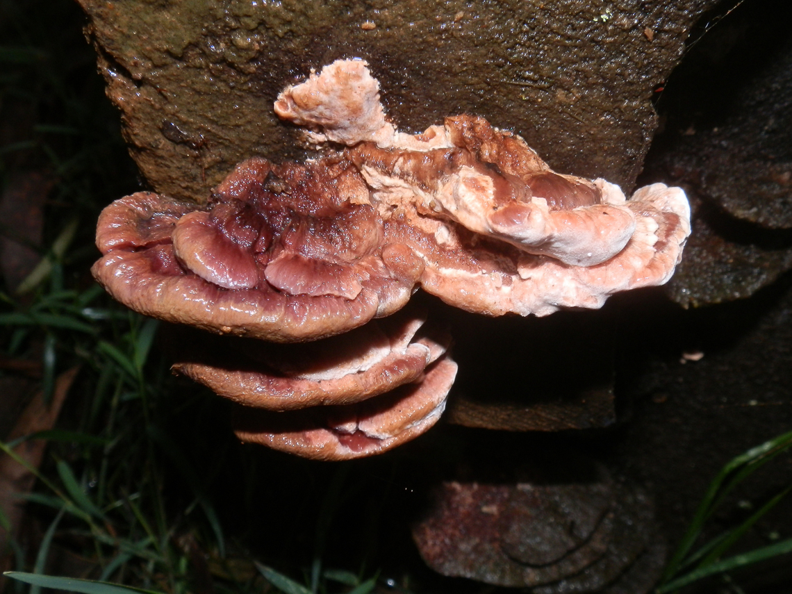 Rigidoporus laetus These brackets were about 80 mm wide arising from a wide base forming shelves on wood. The upper surface was leathery and a pinkish brown while the fertile under surface was pale with fine pores. Shelf margins were rounded.<br />
Growing on a dead damp tree stump (possibly Eucalyptus) in a damp temperate forest - Sherbrooke Forest, Dandenong Ranges Australia,Basidiomycota,Fall,Geotagged,Rigidoporus laetus