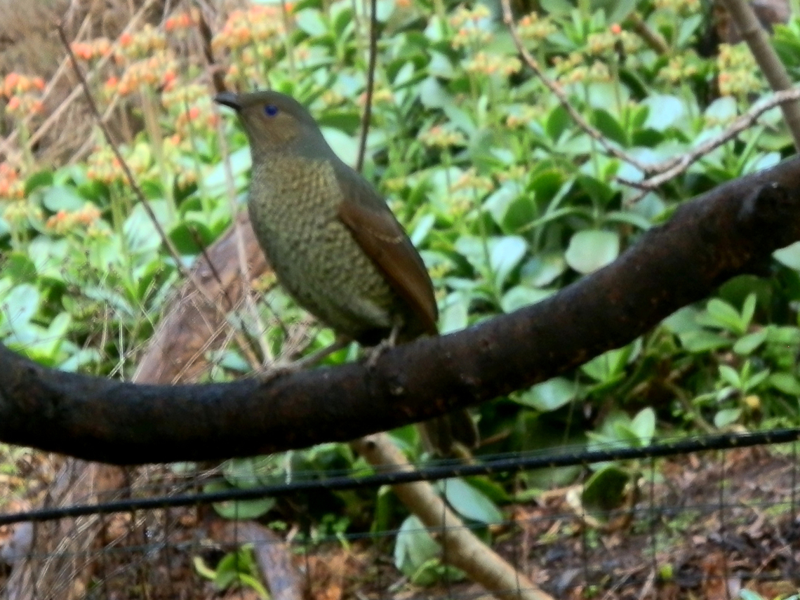 Satin Bowerbird A medium to small bird with a short dark bill and blue-black eyes. A smooth head and back were an even bluey-green. Throat was a pale brown and wings a dark olive green with a single thin pale bar.<br />
The belly could be described as pale covered with tiny olive green crescent-shaped flecks.  Feet were pale. Tail was short relative to body length. Australia,Geotagged,Ptilonorhynchus violaceus,Satin Bowerbird,Winter