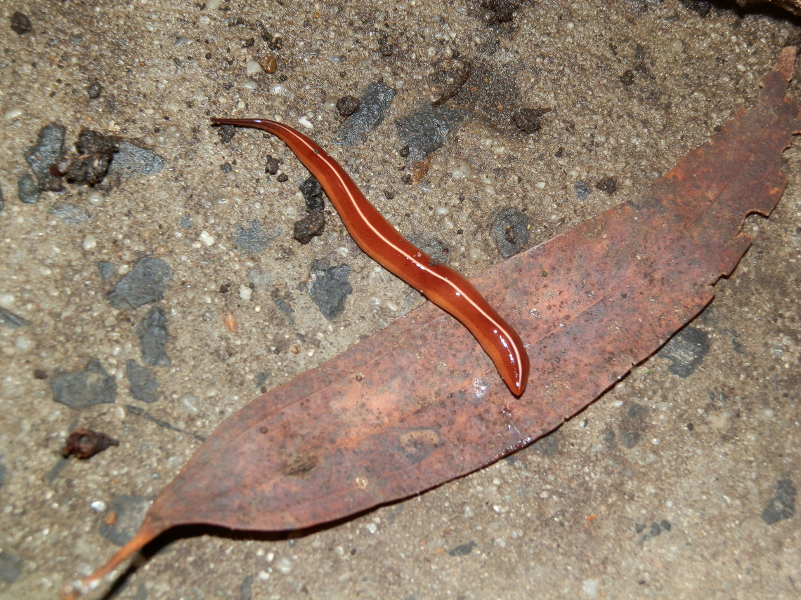 Land planarian (Artioposthia scaphoidea) A land flatworm. Thanks to Dr. Leigh Winsor for the ID and expert information.<br />
He writes &quot;An interesting specimen. The species exhibits considerable variation in the dorsal groundcolour. The original specimen described from SE Queensland / northern NSW, was light brown. Other specimens are darker brown; some have a slight greenish-blue cast overlaying the ground colour, and some a more yellowish cast. The basic dorsal, lateral (sometimes faint as in this specimen), and ventral stripe patterns remain constant.&quot;<br />
Australopacifica scaphoidea is a synonym. Artioposthia scaphoidea,Australia,Geoplanarian,Geoplanidae,Geotagged,Summer,land planarian