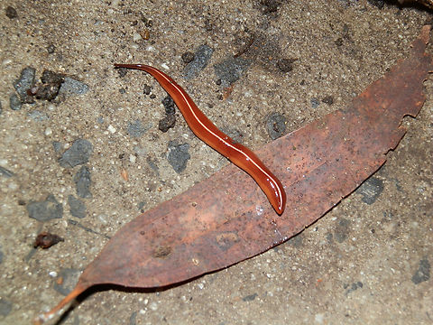 Land planarian (Artioposthia scaphoidea) A land flatworm. Thanks to Dr. Leigh Winsor for the ID and expert information.
He writes "An interesting specimen. The species exhibits considerable variation in the dorsal groundcolour. The original specimen described from SE Queensland / northern NSW, was light brown. Other specimens are darker brown; some have a slight greenish-blue cast overlaying the ground colour, and some a more yellowish cast. The basic dorsal, lateral (sometimes faint as in this specimen), and ventral stripe patterns remain constant."
Australopacifica scaphoidea is a synonym. Artioposthia scaphoidea,Australia,Geoplanarian,Geoplanidae,Geotagged,Summer,land planarian