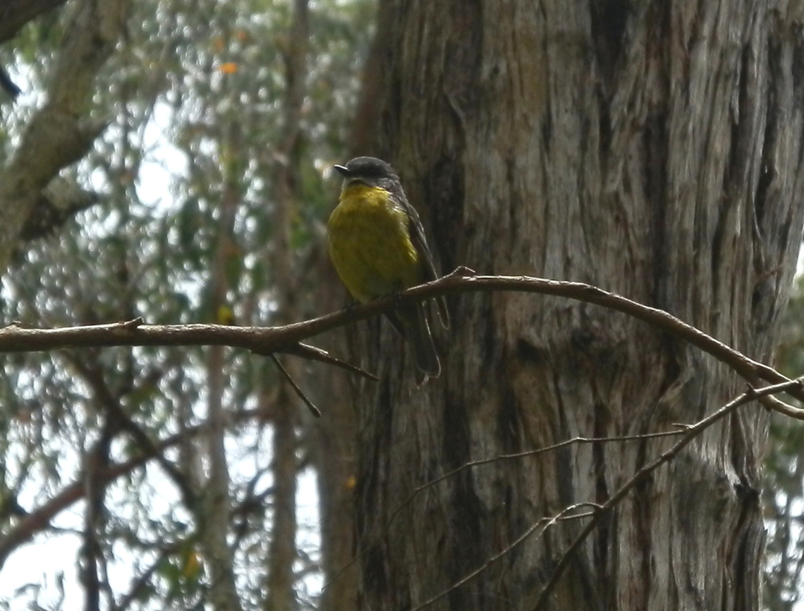 easternyellowrobin  Australia,Eastern Yellow Robin,Eopsaltria australis,Geotagged,Summer