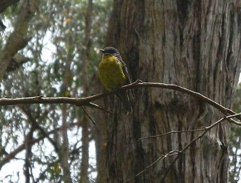 easternyellowrobin  Australia,Eastern Yellow Robin,Eopsaltria australis,Geotagged,Summer