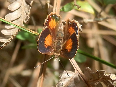 Bright Copper - female With a wingspan of 30 mm, this small lycaenid butterfly had dark purplish wing margins and bright orange patches on all four wings. The trailing hind wing margins were slightly scalloped with small crescents of pale blue. The underside appeared uniformly fawn-coloured.
The rounded wing margins indicate that this butterfly is a female.
Spotted along a walking track fluttering amongst sweet bursaria plants.
Notes:
Caterpillars of this species hide in the black ants' nests at the base of the bursaria plant, where they also pupate. They are tended to by black ants (Anonychomyrma nitidiceps).
This butterfly is only found in bushland where the spiny bushes are present and where there are host ant colonies - amazing interconnection. Australia,Bright copper,Geotagged,Paralucia aurifer,Summer