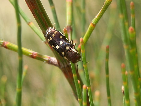 12 spotted jewel beetle (Diphucrania duodecimaculatta) A small deep purplish brown jewel beetle about 6 mm long with 12 white spots on the elytra and a slightly broad pale lateral stripe on the pronotum which reflected deep blue and purple. Abdominal segments showed white bands.Eyes were black.
Spotted feeding on a young allocasuarina plant in a nature reserve- Langwarrin fauna & Flora NR. 12 spotted jewel beetle,Australia,Diphucrania duodecimaculatta,Family Buprestidae,Geotagged,Summer