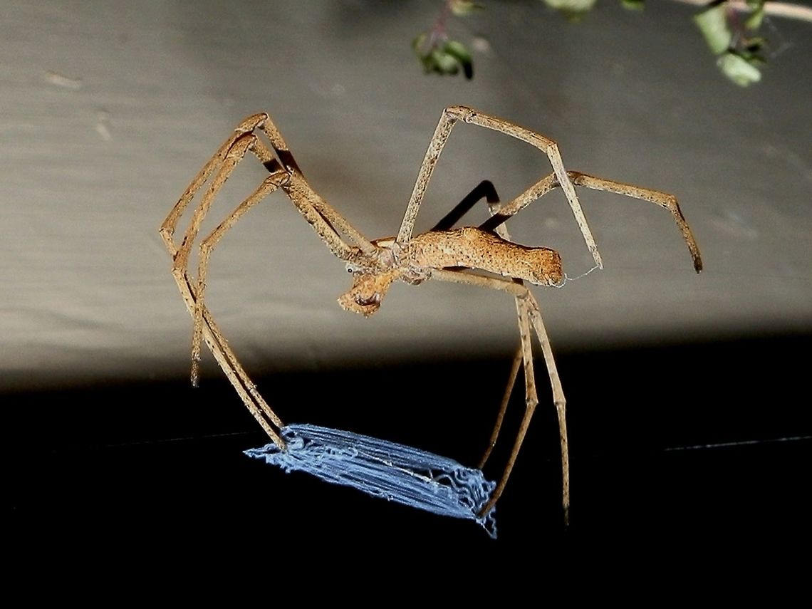 Net-casting Spider - female (Deinopis subrufa) A slender long-legged spider  with a couple of lateral knobs on the dorsal side of the abdomen. Spotted at night with a blue rectangular net which was loosely slung from the front legs. The spider was prepared to get its meal at this stage.<br />
A wonderful experience for me - seeing the blue net was something special ! This species weaves a fine blue net of cribellate silk which is a dry adhesive silk. When an insect such as an ant comes into view, the net is quickly stretched and the spider casts it over the prey trapping it for food. The spider hunts at night, constructing its web late in the day. It might eat its web in the morning.  Australia,Deinopis,Deinopis subrufa,Geotagged,Spring