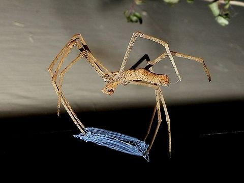 Net-casting Spider - female (Deinopis subrufa) A slender long-legged spider  with a couple of lateral knobs on the dorsal side of the abdomen. Spotted at night with a blue rectangular net which was loosely slung from the front legs. The spider was prepared to get its meal at this stage.
A wonderful experience for me - seeing the blue net was something special ! This species weaves a fine blue net of cribellate silk which is a dry adhesive silk. When an insect such as an ant comes into view, the net is quickly stretched and the spider casts it over the prey trapping it for food. The spider hunts at night, constructing its web late in the day. It might eat its web in the morning.  Australia,Deinopis,Deinopis subrufa,Geotagged,Spring