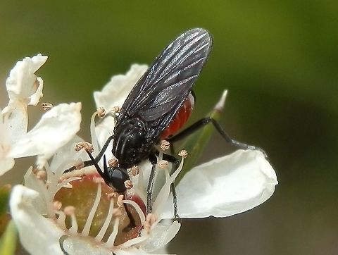 Balloon Fly (Family: Brachystomatidae) A very active fly about 5 or 6 mm long. Head and thorax were black and the thorax showed two faint thin white lines. The head had two short pointed black antennae that were either held straight up like horns or slicked back. 
A long proboscis was out lapping up the nectar on the flower disc. The abdomen was a raspberry red with faint white lines. The last segment was black and the two anterior to this were white. 
Legs were black and long. The wings were tinted black but plain.
 Australia,Geotagged,Spring