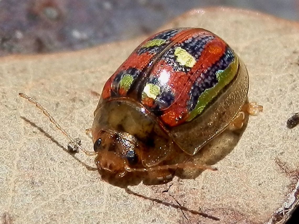 Eucalyptus Leaf Beetle ( Paropsisterna annularis) A brightly coloured beetle about 6 or 7 mm long. There were two prominent specks of gold on each elytron and two other paler ones nearer the apices- the last 6 specks of gold form a ring or "annulus", hence the specific name. Segmented antennae were held out.<br />
Spotted on a Red Box Eucalyptus tree in a nature reserve.<br />
Australia,Eucalyptus Leaf Beetle,Geotagged,Paropsisterna,Paropsisterna annularis,Winter