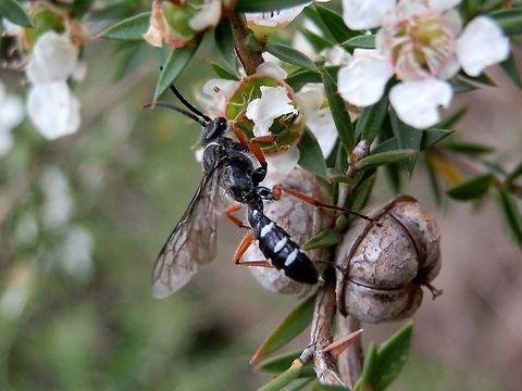 Blue Ant - male ( Diamma bicolor) Also known as Blue Bottle, this is a male flower wasp is not as common as the wingless female which looks more like a large shiny blue ant.
This wasp was of a moderate size-15 mm. It had black head, eyes, thorax and abdomen and short black antennae. The abdomen had 3 visible white markings on both dorsal and ventral aspects and perhaps a pair of small white patches at the waist. The anterior thoracic margin was also white. 
Wings were tinted and the leading edges appeared black and thickened. Femurs, tibiae and tarsi were brown.
Spotted on tea-tree ( Leptospermum sp.)
The female of the species can be seen on http://www.jungledragon.com/image/36470
  Australia,Blue ant,Diamma bicolor,Geotagged,Spring