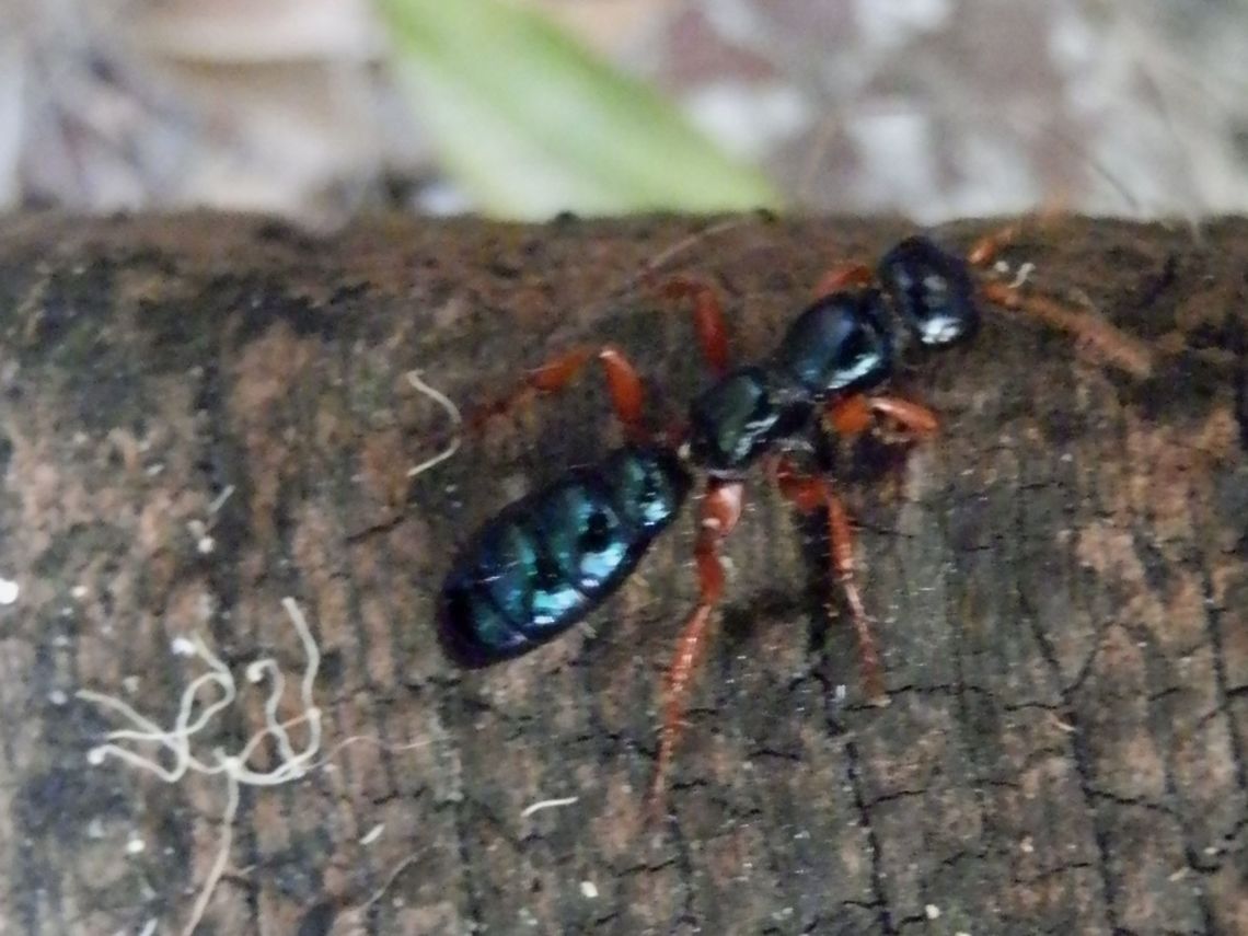 Blue Ant - female (Diamma bicolor) This is a wingless female flower wasp known as a blue ant or blue bottle becuase of its appearance. the females are very difficult to photograph as they are always on the move, probably looking for beetle larvae to paralyse and lay eggs on. The developing wasp larve feed on the beetle larvae. Adult wasps feed on flowers.<br />
The male of the species can be seen here <figure class="photo"><a href="https://www.jungledragon.com/image/36459/blue_ant_-_male_diamma_bicolor.html" title="Blue Ant - male ( Diamma bicolor)"><img src="https://s3.amazonaws.com/media.jungledragon.com/images/2767/36459_thumb.jpg?AWSAccessKeyId=05GMT0V3GWVNE7GGM1R2&Expires=1759968010&Signature=G9MQCGKzXGxy8tGMjIXndUEYB6c%3D" width="200" height="150" alt="Blue Ant - male ( Diamma bicolor) Also known as Blue Bottle, this is a male flower wasp is not as common as the wingless female which looks more like a large shiny blue ant.<br />
This wasp was of a moderate size-15 mm. It had black head, eyes, thorax and abdomen and short black antennae. The abdomen had 3 visible white markings on both dorsal and ventral aspects and perhaps a pair of small white patches at the waist. The anterior thoracic margin was also white. <br />
Wings were tinted and the leading edges appeared black and thickened. Femurs, tibiae and tarsi were brown.<br />
Spotted on tea-tree ( Leptospermum sp.)<br />
The female of the species can be seen on http://www.jungledragon.com/image/36470<br />
  Australia,Blue ant,Diamma bicolor,Geotagged,Spring" /></a></figure> Australia,Blue ant,Diamma bicolor,Geotagged,Summer