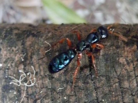 Blue Ant - female (Diamma bicolor) This is a wingless female flower wasp known as a blue ant or blue bottle becuase of its appearance. the females are very difficult to photograph as they are always on the move, probably looking for beetle larvae to paralyse and lay eggs on. The developing wasp larve feed on the beetle larvae. Adult wasps feed on flowers.
The male of the species can be seen here http://www.jungledragon.com/image/36459/blue_ant_-_male.html Australia,Blue ant,Diamma bicolor,Geotagged,Summer