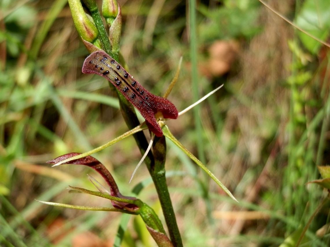 Small Tongue-orchid (Cryptostylis leptochila) An erect plant with stalkless flowers with 3 greenish thin in-rolled radiating sepals and 2 pale thin inrolled petals. The 3rd and middle petal forms the labellum with the lower portion containing the reproductive organs. The rest of the labellum is abruptly erect with recurved margins and tip. The lower portion is covered with minute hairs and is a deep maroon. On the lower surface of the long thin labellum there is a dark median stripe with small dark glossy spots (calli) on either side. Buds are covered with sheathing bracts. <br />
Leaves are broad and slightly lance-shaped. the are seen close to the ground and have dark matt upper surface with a slight maroonish green lower surface.<br />
This is one of five species endemic to Australia. The orchid is said to &quot;smell&quot; like the female ichneumon wasp, Lissopimpla excelsa, seen in <br />
<figure class="photo"><a href="https://www.jungledragon.com/image/36492/orchid_dupe_wasp_-_female_lissopimpla_excelsa.html" title="Orchid Dupe Wasp - female (Lissopimpla excelsa)"><img src="https://s3.amazonaws.com/media.jungledragon.com/images/2767/36492_thumb.jpg?AWSAccessKeyId=05GMT0V3GWVNE7GGM1R2&Expires=1759968010&Signature=GXtR6YD92nT4cmnHgLGfyHhlC%2Bg%3D" width="200" height="150" alt="Orchid Dupe Wasp - female (Lissopimpla excelsa) This elegant ichneumon wasp had orange head, thorax, antennae, legs and last abdominal segment. The other abdominal segments were black with a single white dot on either side of mid line of 4 segments. Wings appeared black as was the medium-sized ovipositor. Antennae were extremely long and slender, curling at the ends.<br />
These wasps are called &quot;orchid dupes&quot; because orchids like Cryptostylis species<br />
http://www.jungledragon.com/image/36489/small_tongue-orchid_cryptostylis_leptochila.html <br />
mimic the smell of female wasps of this genus thus attracting males of the wasp species and ensuring that pollination occurs. <br />
The females lay their eggs into caterpillars on which the wasp larvae feed on hatching.  Australia,Geotagged,Lissopimpla excelsa,Spring" /></a></figure><br />
The male Lissopimpla wasp is said to be duped by the smell and it pollinates the orchid!  Australia,Cryptostylis leptochila,Geotagged,Small Tongue-orchid,Summer
