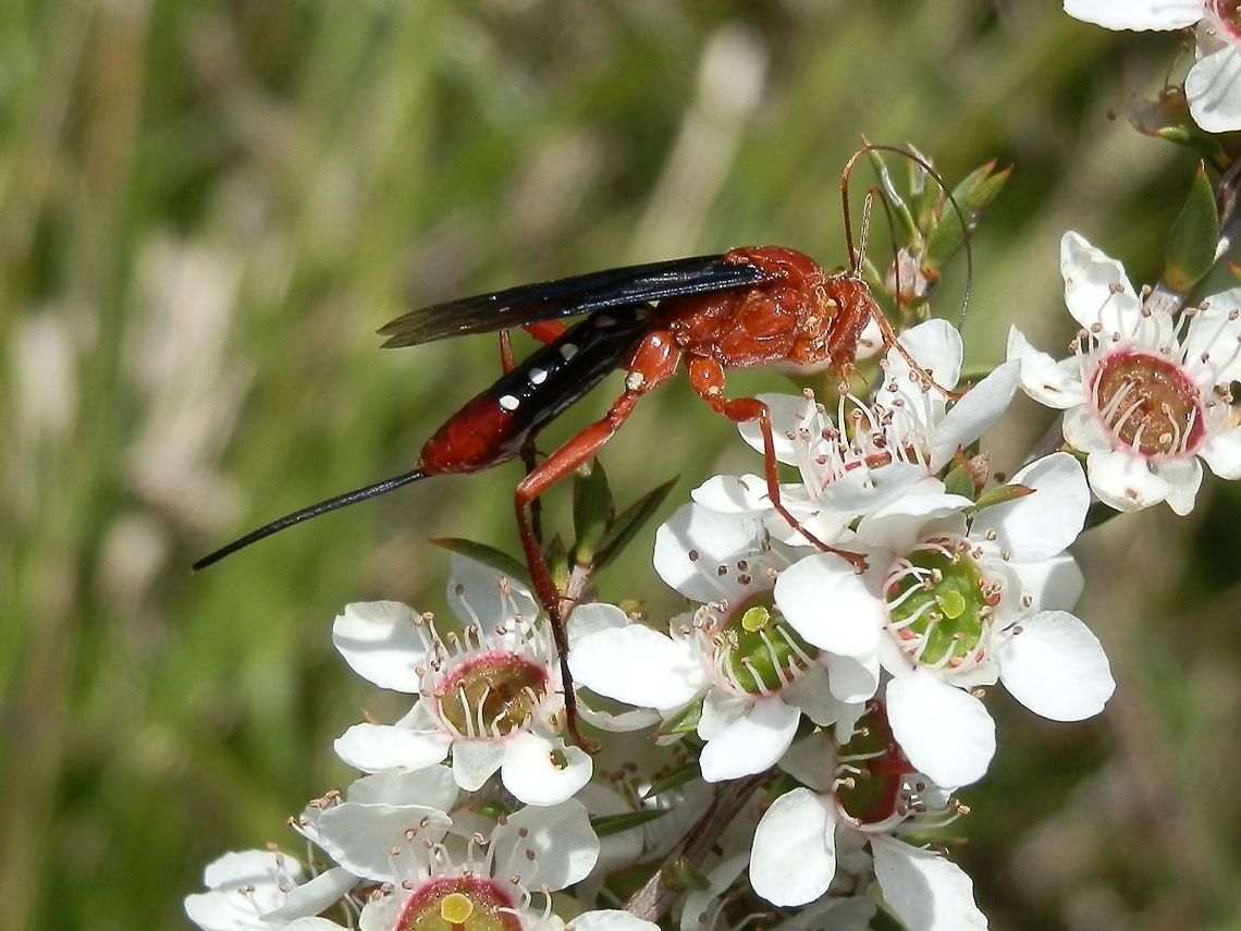 Orchid Dupe Wasp - female (Lissopimpla excelsa) This elegant ichneumon wasp had orange head, thorax, antennae, legs and last abdominal segment. The other abdominal segments were black with a single white dot on either side of mid line of 4 segments. Wings appeared black as was the medium-sized ovipositor. Antennae were extremely long and slender, curling at the ends.<br />
These wasps are called &quot;orchid dupes&quot; because orchids like Cryptostylis species<br />
<figure class="photo"><a href="https://www.jungledragon.com/image/36489/small_tongue-orchid_cryptostylis_leptochila.html" title="Small Tongue-orchid (Cryptostylis leptochila)"><img src="https://s3.amazonaws.com/media.jungledragon.com/images/2767/36489_thumb.jpg?AWSAccessKeyId=05GMT0V3GWVNE7GGM1R2&Expires=1759968010&Signature=FpMAAuLIMfGV9mJNYeuTS6SsrPQ%3D" width="200" height="150" alt="Small Tongue-orchid (Cryptostylis leptochila) An erect plant with stalkless flowers with 3 greenish thin in-rolled radiating sepals and 2 pale thin inrolled petals. The 3rd and middle petal forms the labellum with the lower portion containing the reproductive organs. The rest of the labellum is abruptly erect with recurved margins and tip. The lower portion is covered with minute hairs and is a deep maroon. On the lower surface of the long thin labellum there is a dark median stripe with small dark glossy spots (calli) on either side. Buds are covered with sheathing bracts. <br />
Leaves are broad and slightly lance-shaped. the are seen close to the ground and have dark matt upper surface with a slight maroonish green lower surface.<br />
This is one of five species endemic to Australia. The orchid is said to &quot;smell&quot; like the female ichneumon wasp, Lissopimpla excelsa, seen in <br />
http://www.jungledragon.com/image/36492/orchid_dupe_wasp_-_female_lissopimpla_excelsa.html<br />
The male Lissopimpla wasp is said to be duped by the smell and it pollinates the orchid!  Australia,Cryptostylis leptochila,Geotagged,Small Tongue-orchid,Summer" /></a></figure> <br />
mimic the smell of female wasps of this genus thus attracting males of the wasp species and ensuring that pollination occurs. <br />
The females lay their eggs into caterpillars on which the wasp larvae feed on hatching.  Australia,Geotagged,Lissopimpla excelsa,Spring