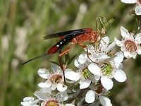 Orchid Dupe Wasp - female (Lissopimpla excelsa) This elegant ichneumon wasp had orange head, thorax, antennae, legs and last abdominal segment. The other abdominal segments were black with a single white dot on either side of mid line of 4 segments. Wings appeared black as was the medium-sized ovipositor. Antennae were extremely long and slender, curling at the ends.<br />
These wasps are called "orchid dupes" because orchids like Cryptostylis species<br />
http://www.jungledragon.com/image/36489/small_tongue-orchid_cryptostylis_leptochila.html <br />
mimic the smell of female wasps of this genus thus attracting males of the wasp species and ensuring that pollination occurs. <br />
The females lay their eggs into caterpillars on which the wasp larvae feed on hatching.  Australia,Geotagged,Lissopimpla excelsa,Spring