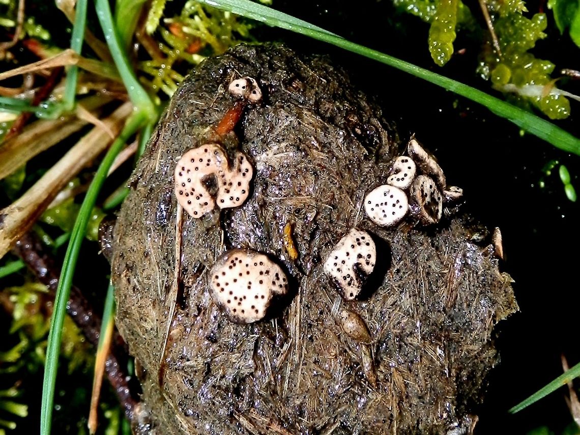 Small Dung Buttons (Poronia erici) Small ( 6mm wide) flat pale discs with tapering bases seen on herbivore dung pellet ( possibly Kangaroo) The pale surfaces had minute evenly spaced holes (ostioles) - some of them showed puckering around the edges. The discs had irregular margins.<br />
Known for breaking down marsupial scats, this was spotted in a national park which is a free range for kangaroos, wallabies, wombats and rabbits. Australia,Geotagged,Poronia erici,Small Dung Button,Winter