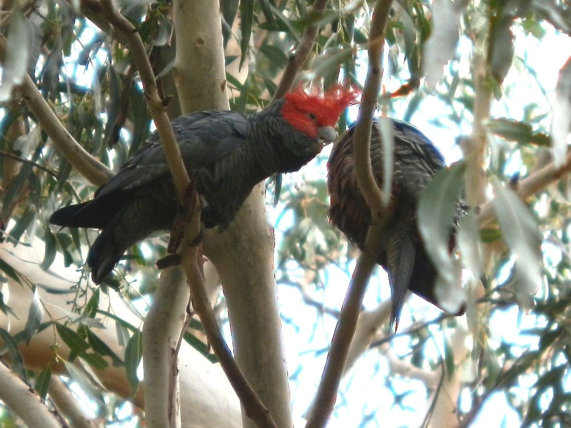Gang Gang Cockatoo (Callocephalon fimbriatum) short-tailed stocky cockatoo with a grey body and scarlet head, cheek and fuzzy crest. This is the male of the species and it was spotted another with a grey head and crest which was probably a female. The back feathers have a pale edge giving them a barred appearance. The belly feathers of the female have a scarlet edge which to me looks like dying out embers - an attractive feature. The two were seen grooming each other.<br />
Spotted on tall gum trees near their nesting hollow in a nature reserve. Australia,Callocephalon fimbriatum,Fall,Gang-gang Cockatoo,Geotagged