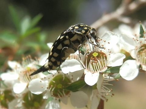 Large Tumbling Flower Beetle (Hoshihananomia sp.) A large Mordellid beetle about 15 mm long. It had the typical wedge shaped body with humped thorax and a pointy rear end (pygidium) which extended well past the elytra. The thorax and wings were covered with fine hairs giving it a glossy look and had symmetrically placed cream spots and patches. A dome shaped head had a felty cover and laterally placed eyes. It was attached to the thorax by a very narrow neck and the beetle could completely flex the head under the thorax to protect it. I also observed it turning the head to an almost 90 deg angle to the body. 
Antennae were saw-toothed. Hind legs were larger than the others.
Spotted on a tea-tree in a reserve. This beetle was in the company of many other Mordellids but all of varying sizes. Australia,Geotagged,Summer