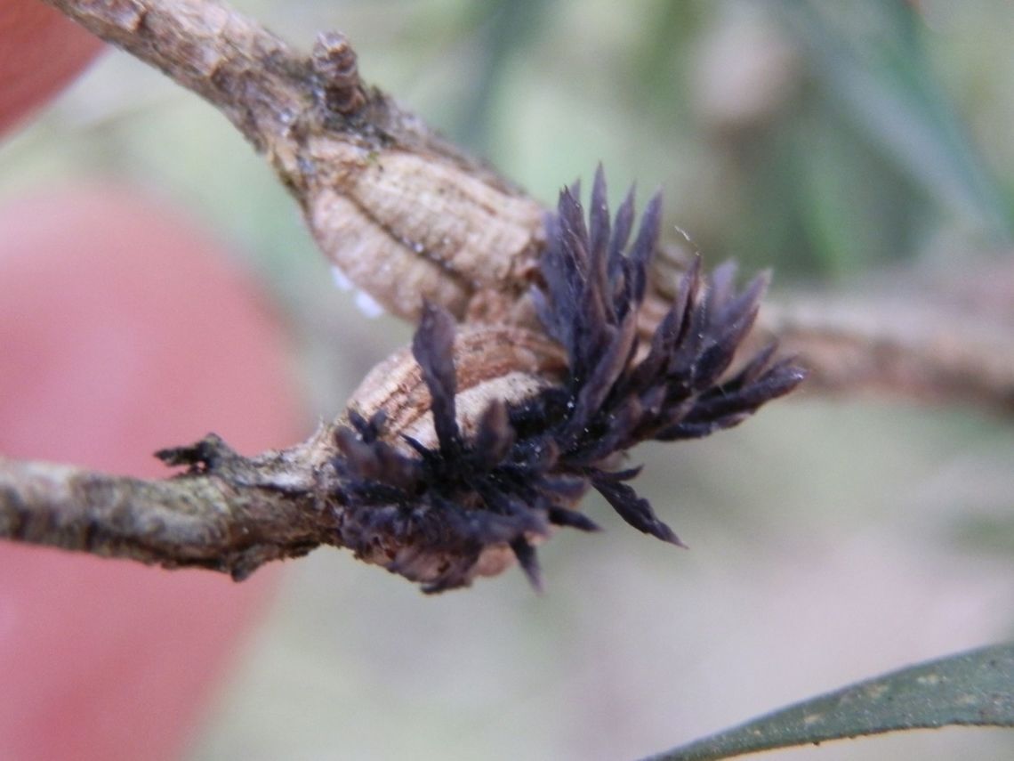 Parasitic Fungus (Septobasidium clelandii) A highly branched black clump of fruiting bodies arising from stem galls (seen as thickened split lumps) on branches of tea-tree shrubs (Leptospermum sp.) in a reserve. The black fruiting bodies were about 5 to 12 mm long and stretching out like large magnetised iron-filings.<br />
This fungus ( basidiomycota) is a parasite on the female gall inducing Eriococcid insect Callococcus leptospermi. Although this fungus is also known to parasitise another non-gall forming coccid that inhabits melaleuca, this species of Septobasidium is mostly associated with galling coccids.<br />
Spores are formed on the tips of protruding structures of the fungus.<br />
Australia,Geotagged,Septobasidium clelandii,Spring