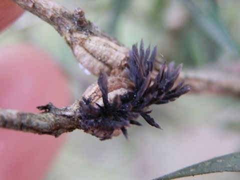 Parasitic Fungus (Septobasidium clelandii) A highly branched black clump of fruiting bodies arising from stem galls (seen as thickened split lumps) on branches of tea-tree shrubs (Leptospermum sp.) in a reserve. The black fruiting bodies were about 5 to 12 mm long and stretching out like large magnetised iron-filings.
This fungus ( basidiomycota) is a parasite on the female gall inducing Eriococcid insect Callococcus leptospermi. Although this fungus is also known to parasitise another non-gall forming coccid that inhabits melaleuca, this species of Septobasidium is mostly associated with galling coccids.
Spores are formed on the tips of protruding structures of the fungus.
 Australia,Geotagged,Septobasidium clelandii,Spring