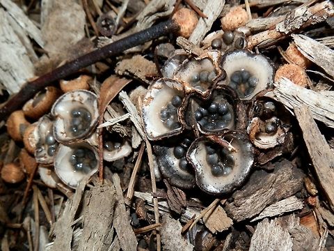 Field Bird's Nest fungi (Cyathus olla) A favourite of mine ! Quite common in many parts of the world but often unnoticed. The scruffy pale brown "balls" are unopened fruiting bodies. Individual cups seemed to have smooth inner walls with margins that are wavy due to mutual pressure. This species also has larger peridioles. Australia,Cyathus olla,Fall,Geotagged