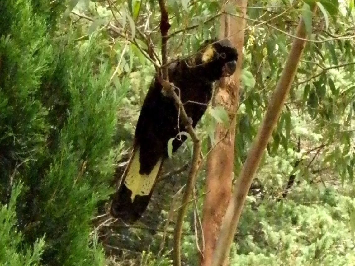 Yellow-tailed Black Cockatoo- Male (Calyptorhynchus funereus) A large black bird with yellow cheek patches and tail panels. Eyes were pink-rimmed.<br />
I heard loud cracking and ripping sounds and soft cries of a black cockatoo and to my surprise there were two birds, sitting on (one ripping) eucalyptus trees in our back yard. They were nesting on the pine trees in our neighbour's backyard. Australia,Calyptorhynchus funereus,Geotagged,Yellow-tailed Black Cockatoo
