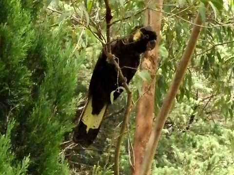 Yellow-tailed Black Cockatoo- Male (Calyptorhynchus funereus) A large black bird with yellow cheek patches and tail panels. Eyes were pink-rimmed.
 I heard loud cracking and ripping sounds and soft cries of a black cockatoo and to my surprise there were two birds, sitting on (one ripping) eucalyptus trees in our back yard. They were nesting on the pine trees in our neighbour's backyard. Australia,Calyptorhynchus funereus,Geotagged,Yellow-tailed Black Cockatoo
