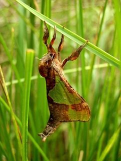 Splendid Ghost Moth -female (Aenetus ligniveren) Absolutely beautiful and brilliantly camouflaged, this female was clinging to a blade of grass looking like a torn, partially dried leaf. Spotted a few of these over 4 weeks in a reserve. Aenetus ligniveren,Australia,Geotagged,Spring