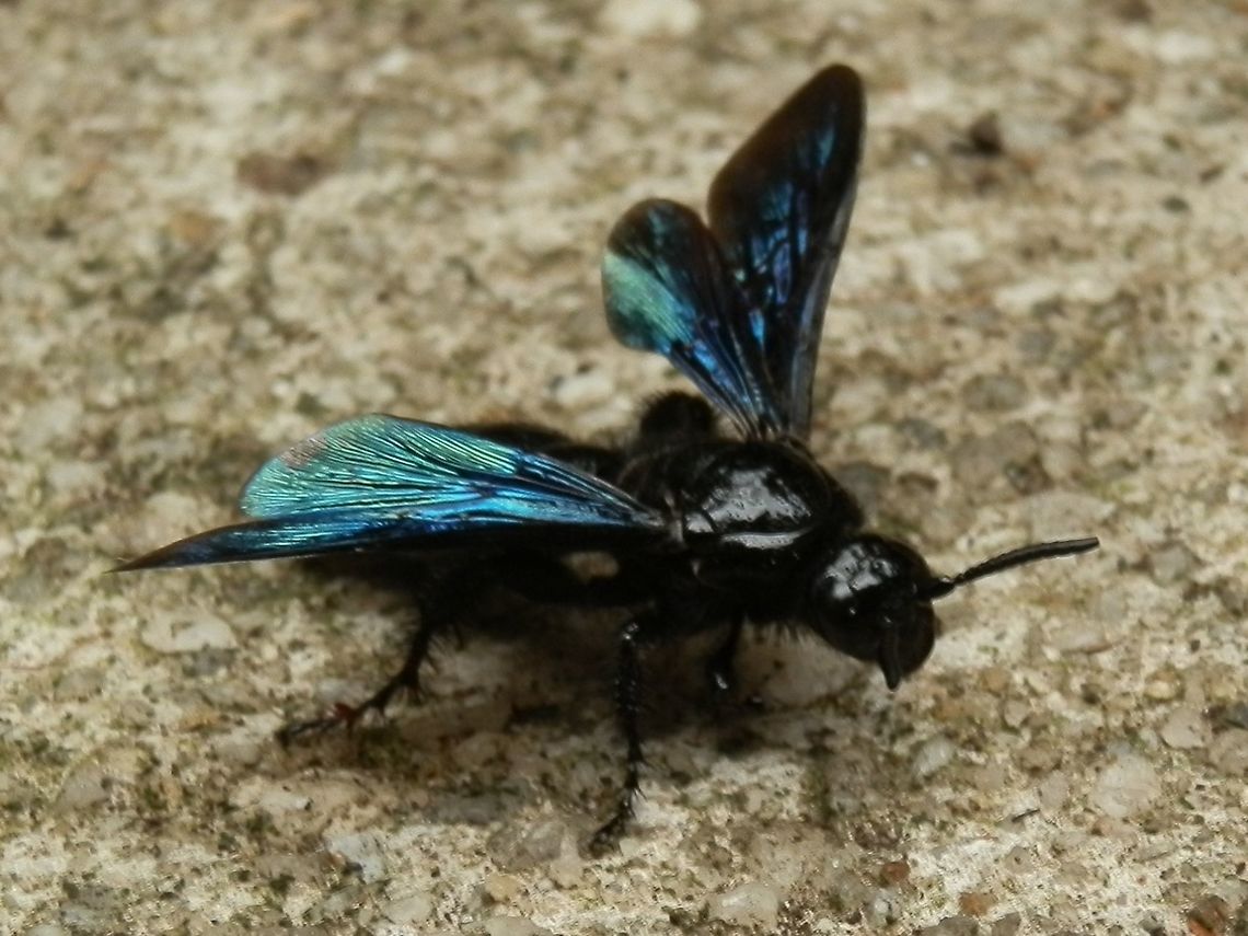 Blueblack Hairy Flower Wasp (Austroscolia soror) An attractive large black wasp with shimmering blue wings. Adult females are parasitoids on beetle larvae so are usually seen flying low around compost or wood heaps and dry tree stumps. Females dig to find beetle larvae which they paralyse and lay eggs on. Adults feed on nectar. Australia,Geotagged,Scolia soror,Summer