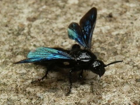 Blue hairy flower wasp