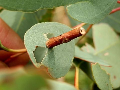 Concealer Moth Larval Case (Hemibela callista) This is one of three hollowed-out twigs of varying calibre, about 10 mm long that were sticking out perpendicular to the eucalyptus leaf-blades. The leaf lamina around two of the tubes had holes where the larvae had been feeding.
These are shelters made to size by larvae of the concealer moth of the Hemibela species. The larvae cut pieces of twigs and hollow them out before using them as a shelter. They feed head down and when they no longer fit the tube, they seek out a thicker twig and make another home.  Australia,Fall,Geotagged,Hemibela callista