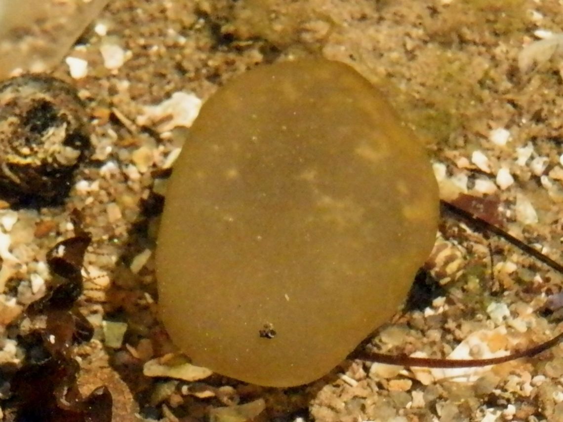 Oyster Thief (Colpomenia peregrina) This is a thin walled brown algae with broad semi spherical thallus (algal body). This free-floating specimen was found in a rock pool having been torn off its &quot;moorings&quot;. The algae look like shower caps with puckered edges. <br />
These spherical algae are usually epiphytic on other algae or grow on oysters or mussels attaching themselves with filamentous growths. The sphere is inflated with gas and when there is enough gas, the algae floats away with the oyster that it is attached to - hence the name &quot;oyster thief&quot; - an interesting story !<br />
Natural to the Pacific ocean, they spread through Europe in oyster catches and now are found as far south as the southern Australian Coast. Australia,Colpomenia peregrina,Geotagged,Summer
