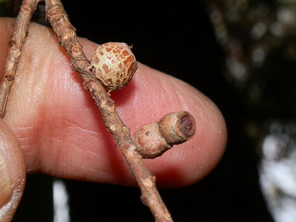 Portable Pupal Case of a Tortricid Moth (Spilonota constrictana) This was a really interesting find for me. The cracked brown structure up the stem is the dried-up "nut" of this Callistemon but the smaller structure looking like two stacked pots is the portable larval case of a small moth. I believe that these "pots" are made up of tightly rolled bits of bark or leaf and probably stuck together with silk. I have seen up to a 3-pot stack and assume that as the larva outgrows a pot it makes another one to add to the first. Again, The moth larva probably feeds head down and wanders around being protected within the case.<br />
The following spotting shows a similar stack with the outer skin ( exuvia) of the adult still stuck to the base of the stack. Australia,Geotagged,Olethreutinid case moth,Spilonota constrictana