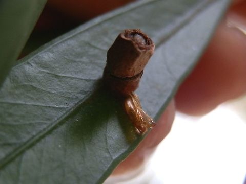 Portable Pupal case of a Tortricid Moth with exuvia (Spilonota constrictana) A pupal case similar to the one seen in http://www.jungledragon.com/image/36706/portable_pupal_case_of_a_tortricid_moth_spilonota_constrictana.html
Here there is two chamber stack with the exoskeleton (exuvia) of the adult still attached to the base of the stack. The adult would have emerged (ecloded) breaking out of its larval skin to a fully winged adult moth. The adult would have been a small dark moth from a family of leaf-rollers (Tortricidae). This one was spotted on the same tree as the one in the first spotting. Here is a similar one on record from New South Wales in 1975 http://www1.ala.org.au/gallery2/v/Tortricidae/olethreutinae/Eucosmini/SPILONOTA+constrictana+Walker+1881+Portable+Case+of+Larva.jpg.html Australia,Geotagged,Olethreutinid case moth,Spilonota constrictana,Spring