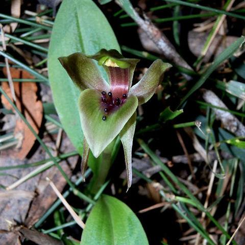 Mountain Bird-orchid (Chiloglottis jeanesii) A low growing tow-tone plant with beautiful flowers that have mostly green sepals and petals. The anther cap can be seen as a pale yellow structure sitting up above up-curving dark outgrowths on the lip. Australia,Chiloglottis jeanesii,Geotagged,Mountain Bird-orchid