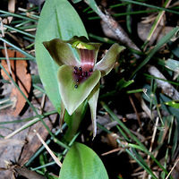 Mountain Bird-orchid (Chiloglottis jeanesii) A low growing tow-tone plant with beautiful flowers that have mostly green sepals and petals. The anther cap can be seen as a pale yellow structure sitting up above up-curving dark outgrowths on the lip. Australia,Chiloglottis jeanesii,Geotagged,Mountain Bird-orchid
