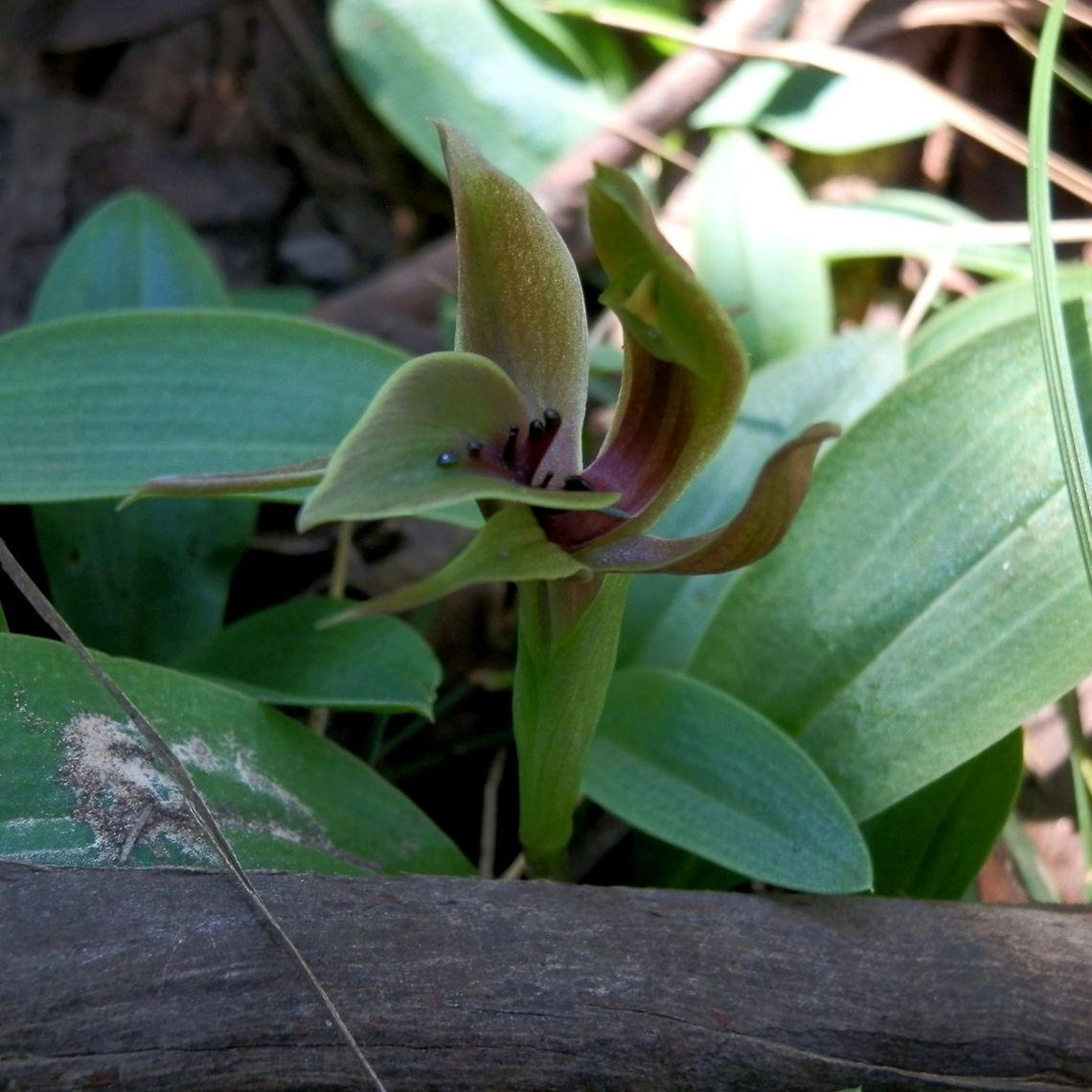 Mountain Bird-orchid (Chiloglottis jeanesii) The same plant as in <figure class="photo"><a href="https://www.jungledragon.com/image/36730/mountain_bird-orchid_chiloglottis_jeanesii.html" title="Mountain Bird-orchid (Chiloglottis jeanesii)"><img src="https://s3.amazonaws.com/media.jungledragon.com/images/2767/36730_thumb.jpg?AWSAccessKeyId=05GMT0V3GWVNE7GGM1R2&Expires=1759968010&Signature=KWeh%2BI38fKip%2FwVnYecsnQqWSxQ%3D" width="200" height="200" alt="Mountain Bird-orchid (Chiloglottis jeanesii) A low growing tow-tone plant with beautiful flowers that have mostly green sepals and petals. The anther cap can be seen as a pale yellow structure sitting up above up-curving dark outgrowths on the lip. Australia,Chiloglottis jeanesii,Geotagged,Mountain Bird-orchid" /></a></figure><br />
This one shows another aspect of this beauty and the long ovate leaves. Australia,Chiloglottis jeanesii,Geotagged,Mountain Bird-orchid,Spring