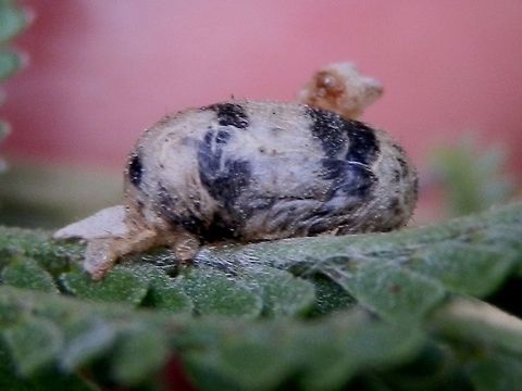 Ichneumon Wasp Cocoon (Hyposoter sp.) This was an unexpected find. Looking like bird-dropping, this little capsule of black and white was about 6 mm long with a thin pale skin wrapped around it. It was stuck to the upper surface of a Acacia branchlet. With further investigation and help from an entomologist, I found out that this was the cocoon of an ichneumon wasp and the thin "skin" around it was its host's exoskeleton. 
Ichneumon wasps are parasitic on larvae of lepidopterans. A wasp would have parasitised a larva of a moth  and then pupated on the branch, wrapping itself with the host's skin ( skin of the moth's larva) for extra protection.
In a publication by The American Entomological Institute, it is stated that ichneumonid wasps go to great lengths to conceal their pupae from hyperparasitoids. Looking like a bird-dropping and remaining concealed under the skin of the host is one such strategy.
Here is another similar looking cocoon from Australia
https://www.flickr.com/photos/zosterops/10549898924/
There appears to be some difficulty in identifying the species from the pupa. Australia,Fall,Geotagged