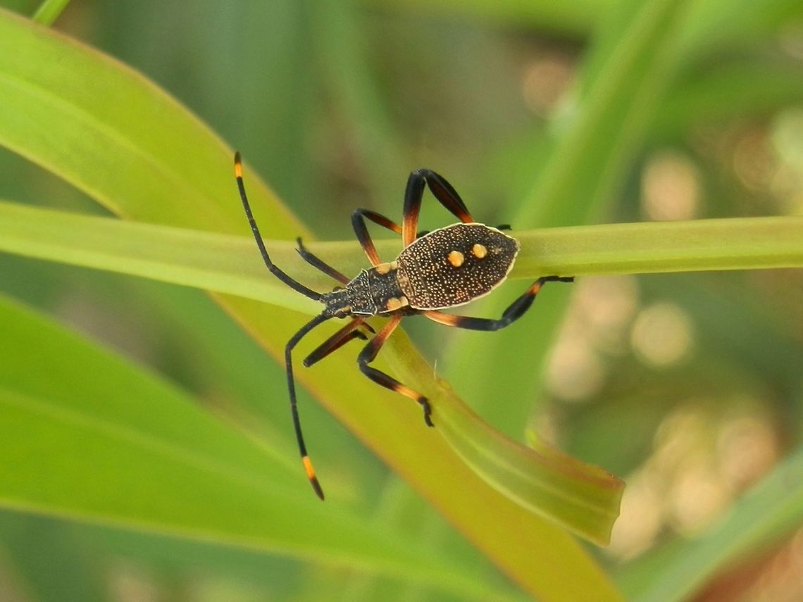 Crusader Bug Nymph -3rd instar (Mictis profana) The 3 rd instar (developmental stage) of the crusader bug is about 15 mm long with yellow patches on legs, antennal segments and thorax. This was seen on the same wattle plant as a 5th instar nymph seen here<br />
<figure class="photo"><a href="https://www.jungledragon.com/image/36787/crusader_bug_nymph_-_5th_instar_mictis_profana.html" title="Crusader Bug Nymph - 5th instar (Mictis profana)"><img src="https://s3.amazonaws.com/media.jungledragon.com/images/2767/36787_thumb.jpg?AWSAccessKeyId=05GMT0V3GWVNE7GGM1R2&Expires=1759968010&Signature=IhiCQVhPs2XiI%2BnPf2NYDWPH7Kg%3D" width="200" height="150" alt="Crusader Bug Nymph - 5th instar (Mictis profana) With a handsome black trimmed yellow &quot;waistcoat&quot;, this nymph is the 5th and last instar (developmental stage) of the Crusader bug. it was about 25 mm long and was seen on a young wattle plant along with a 3rd instar nymph seen here<br />
http://www.jungledragon.com/image/36786/crusader_bug_nymph_-3rd_instar_mictis_profana.html<br />
The last instar has totally brown legs, yellow tipped antennae and yellow wing buds.<br />
An adult was around but I did not see him/her on the day - will keep looking. Australia,Geotagged,Mictis profana,Summer" /></a></figure> These sap-sucking coreid bugs live on wattle. Australia,Geotagged,Mictis profana nymph,Summer,coreid bug
