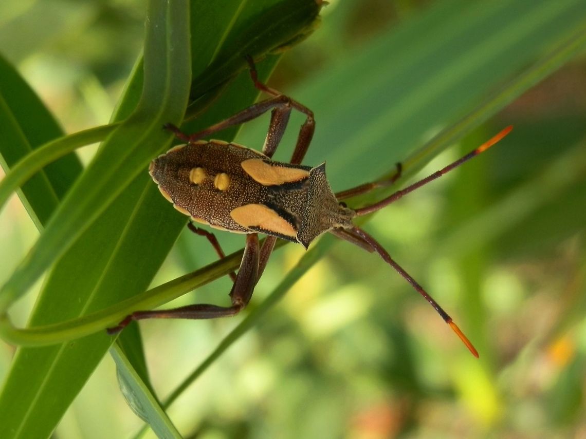 Crusader Bug Nymph - 5th instar (Mictis profana) With a handsome black trimmed yellow &quot;waistcoat&quot;, this nymph is the 5th and last instar (developmental stage) of the Crusader bug. it was about 25 mm long and was seen on a young wattle plant along with a 3rd instar nymph seen here<br />
<figure class="photo"><a href="https://www.jungledragon.com/image/36786/crusader_bug_nymph_-3rd_instar_mictis_profana.html" title="Crusader Bug Nymph -3rd instar (Mictis profana)"><img src="https://s3.amazonaws.com/media.jungledragon.com/images/2767/36786_thumb.jpg?AWSAccessKeyId=05GMT0V3GWVNE7GGM1R2&Expires=1767225610&Signature=IUd7ciaewpVF6b1HthpmEef1SVk%3D" width="200" height="150" alt="Crusader Bug Nymph -3rd instar (Mictis profana) The 3 rd instar (developmental stage) of the crusader bug is about 15 mm long with yellow patches on legs, antennal segments and thorax. This was seen on the same wattle plant as a 5th instar nymph seen here<br />
http://www.jungledragon.com/image/36787/crusader_bug_nymph_-_5th_instar_mictis_profana.html These sap-sucking coreid bugs live on wattle. Australia,Geotagged,Mictis profana nymph,Summer,coreid bug" /></a></figure><br />
The last instar has totally brown legs, yellow tipped antennae and yellow wing buds.<br />
An adult was around but I did not see him/her on the day - will keep looking. Australia,Geotagged,Mictis profana,Summer