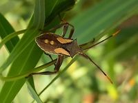 Crusader Bug Nymph - 5th instar (Mictis profana) With a handsome black trimmed yellow "waistcoat", this nymph is the 5th and last instar (developmental stage) of the Crusader bug. it was about 25 mm long and was seen on a young wattle plant along with a 3rd instar nymph seen here<br />
http://www.jungledragon.com/image/36786/crusader_bug_nymph_-3rd_instar_mictis_profana.html<br />
The last instar has totally brown legs, yellow tipped antennae and yellow wing buds.<br />
An adult was around but I did not see him/her on the day - will keep looking. Australia,Geotagged,Mictis profana,Summer