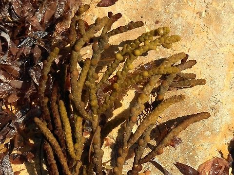 Brown Algae (Scaberia agardhii) This sturdy seaweed stood out amongst other leafy and filamentous sea weeds on the beach. The "green-pepper corn" studded branches looked very interesting and it took me several months to find out what it was and a little more about it. 
Branches had scaly segments and a few rounded structures which are probably receptacles that house sex organs. Growth is said to be initiated by a three-sided apical cell.
This species is endemic to Southern Australia. Found in shallow sheltered and moderately exposed sea beds in temperate Australian waters. Australia,Geotagged,Scaberia agardhii,Summer,brown algae