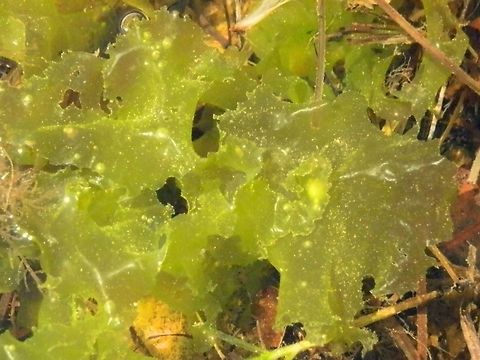 Sea Lettuce (Ulva lactuca) This is a membranous green algae with flat broad thalli and wavy to frilly edges. It looks like loosely arranged leaves of a lettuce. The thalli (algal body) are only two cells thick making them look delicate and transluscent.
These were seen in rock pools in tidal zones.
When fresh, this algae can be used in soups as is done in some European countries.
 Australia,Geotagged,Summer,Ulva lactuca,sea lettuce