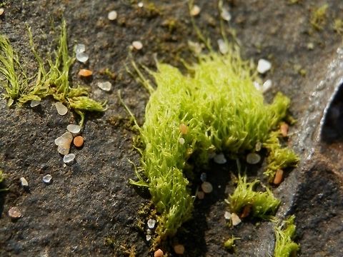 Green Seaweed ( Ulva sp.) The genera of sea lettuces also includes this filamentous delicate green seaweed. Whole fronds were made of thin green filmy flat bodies, making soft clumps on rocks. These were seen at the mouth of a river in the inter-tidal zone.  
If nutrient level increases in water due to pollution, their growth increases to a "nuisance" level where they form green macroalgal blooms.
This sea weed is used as a sea vegetable by many island populations and is harvested for cosmetics. Australia,Geotagged,Sea lettuce (rigid),Summer,Ulva rigida,green seaweed