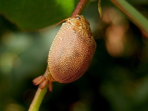 Eucalyptus Leaf Beetle (Paropsis atomaria) A beautiful peach coloured beetle with a dome-shaped body. The elytra (hard wing covers) were covered with minute pale spots. This female beetle was seen laying eggs - elongated pale pink structures at her rear. When these beetles are laying eggs they are very focused and are not easily perturbed.
The eggs are arranged around the stem as can be seen in the next spotting:
http://www.jungledragon.com/image/36861/eucalyptus_leaf_beetle_eggs_paropsis_atomaria.html Australia,Geotagged,Paropsis atomaria,Speckled eucalyptus leaf beetle,Spring,eggs,paropsis