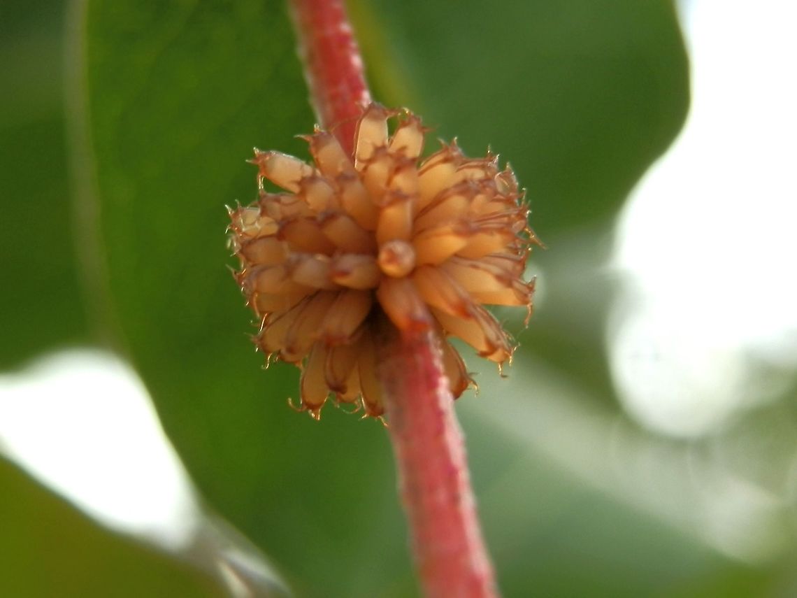 Eucalyptus Leaf Beetle eggs (Paropsis atomaria) Cluster of eggs of the beetle seen laying them around a eucalyptus stem in the previous spotting<br />
<figure class="photo"><a href="https://www.jungledragon.com/image/36860/eucalyptus_leaf_beetle_paropsis_atomaria.html" title="Eucalyptus Leaf Beetle (Paropsis atomaria)"><img src="https://s3.amazonaws.com/media.jungledragon.com/images/2767/36860_thumb.jpg?AWSAccessKeyId=05GMT0V3GWVNE7GGM1R2&Expires=1759968010&Signature=jPFZB9h1xAWZOFa7QOPbSfwcJRc%3D" width="200" height="152" alt="Eucalyptus Leaf Beetle (Paropsis atomaria) A beautiful peach coloured beetle with a dome-shaped body. The elytra (hard wing covers) were covered with minute pale spots. This female beetle was seen laying eggs - elongated pale pink structures at her rear. When these beetles are laying eggs they are very focused and are not easily perturbed.<br />
The eggs are arranged around the stem as can be seen in the next spotting:<br />
http://www.jungledragon.com/image/36861/eucalyptus_leaf_beetle_eggs_paropsis_atomaria.html Australia,Geotagged,Paropsis atomaria,Speckled eucalyptus leaf beetle,Spring,eggs,paropsis" /></a></figure><br />
The clusters look like miniature bottle brushes with each egg having a star-shaped free end. These clusters were seen mostly along stems of younger branches, probably to facilitate easy access to young leaves when the larvae hatch. Australia,Geotagged,Paropsis atomaria,Speckled eucalyptus leaf beetle,Spring,eggs,paropsis