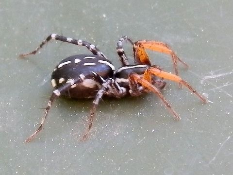 Orange-legged swift Spider - female (Nyssus coloripes) A fast moving attractive spider with black cephalothorax and abdomen, black and white banded hind legs and orange front legs. The body had white patterns along the sides, a median white line on the cephalothorax and broken white pattern along the midline of the abdomen.
Its behaviour and erratic movements are a mimicry of the pompilid wasp (spider hunters) - the orange legs move up and down like the orange antennae of the wasps. 
This species is seen throughout mainland Australia and Tasmania. Australia,Geotagged,Nyssus coloripes,Spotted Ground Swift Spider,Spring,orange-legged swift spider